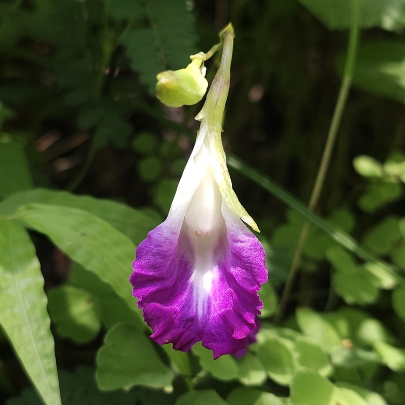 Bletia purpurata photo 5