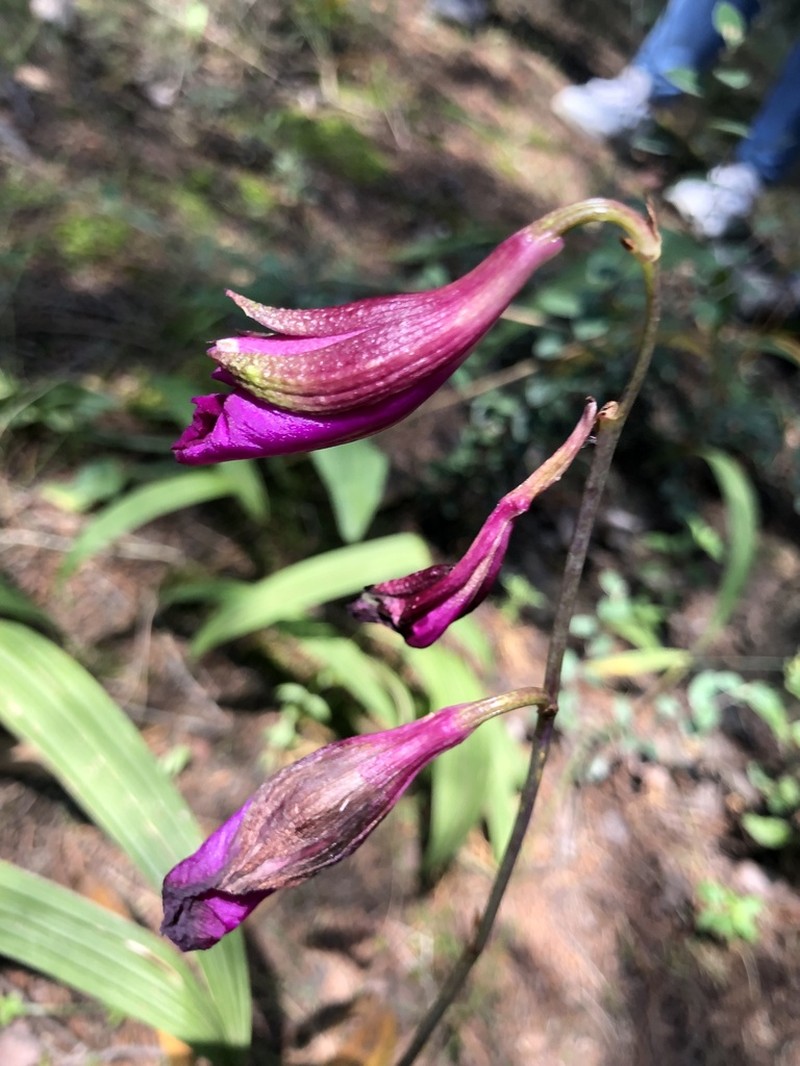 Bletia purpurata photo 6