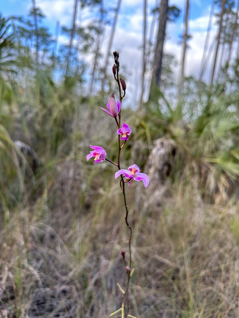 Pinepink photo 3