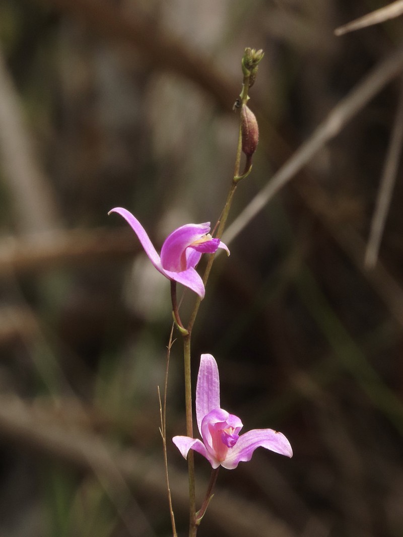 Pinepink photo 5