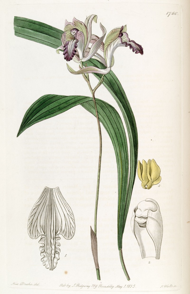 Bletia reflexa
