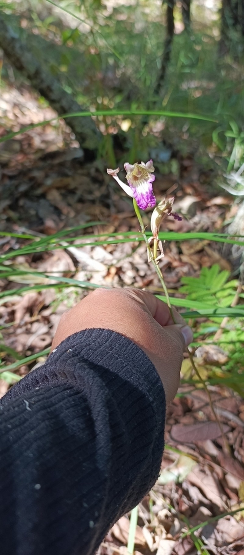 Bletia reflexa photo 2