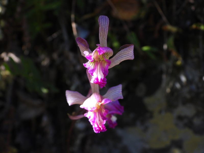 Bletia reflexa photo 3