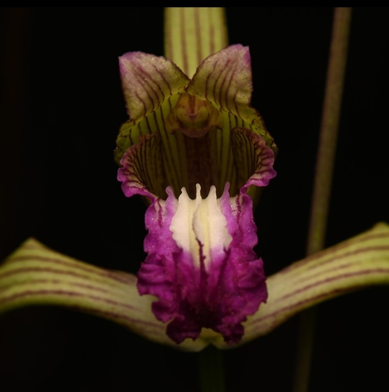Bletia reflexa photo 4