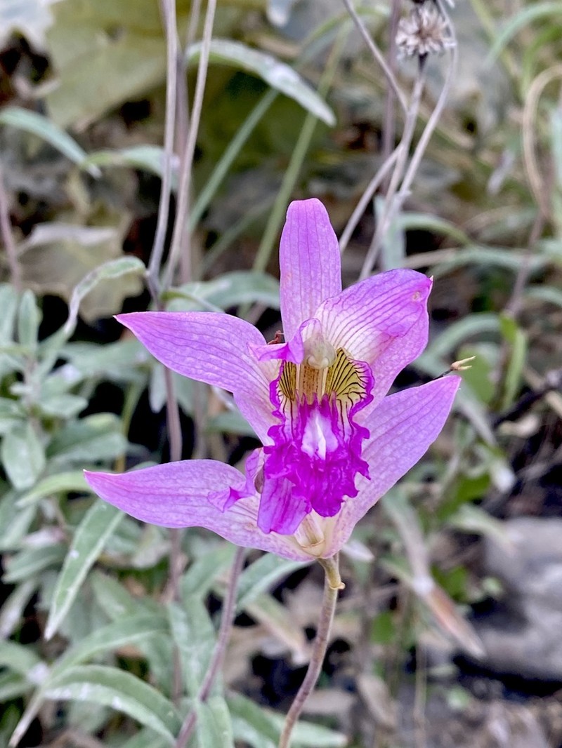 Bletia reflexa photo 5