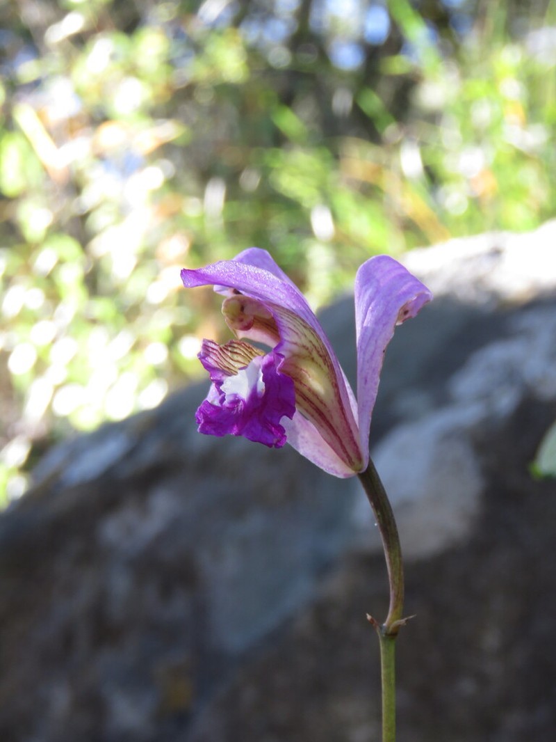 Bletia reflexa photo 6