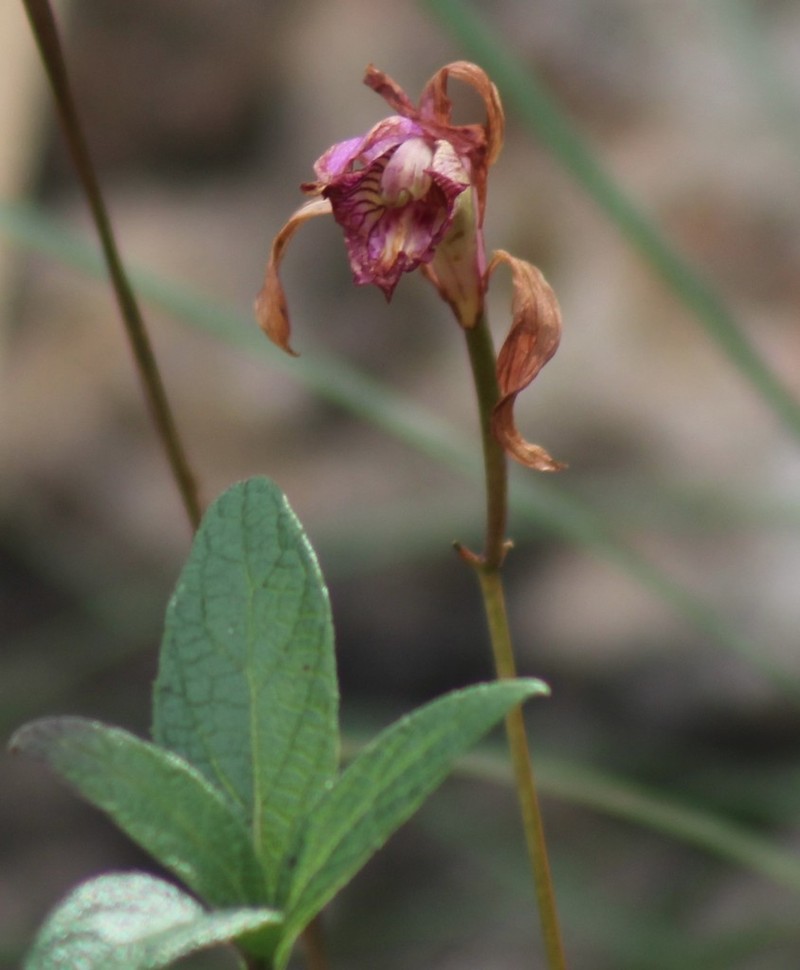 Bletia reflexa photo 7