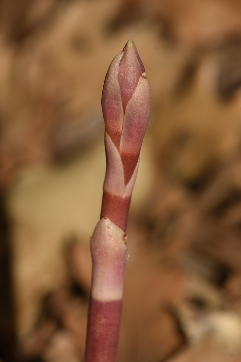 Chisos Mountain Crested Coralroot