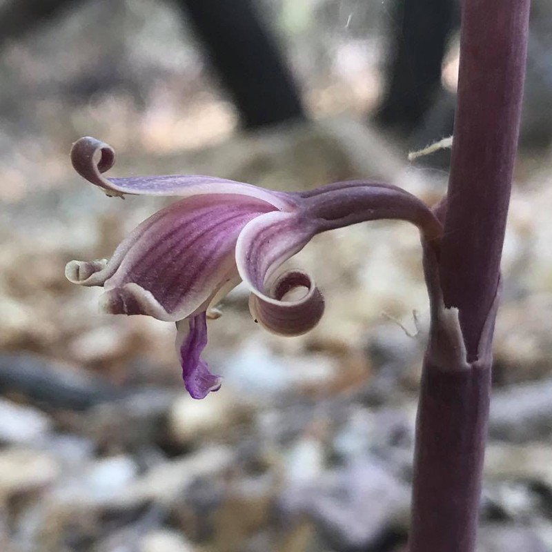 Chisos Mountain Crested Coralroot photo 2