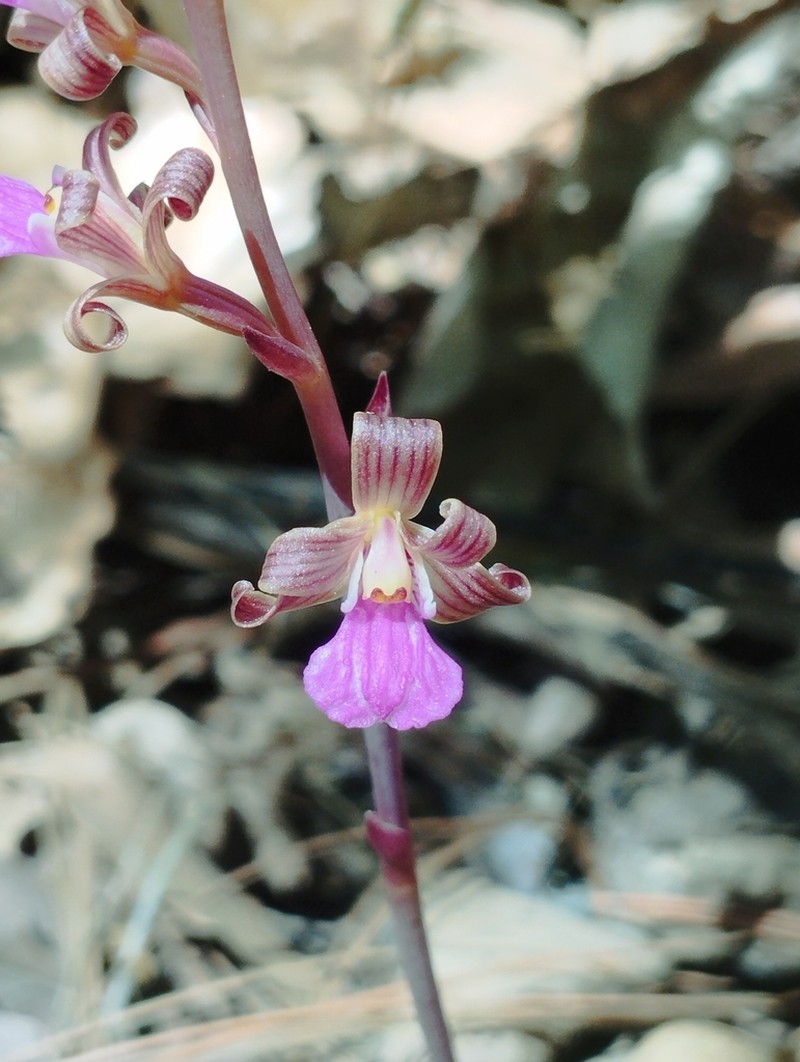 Chisos Mountain Crested Coralroot photo 3