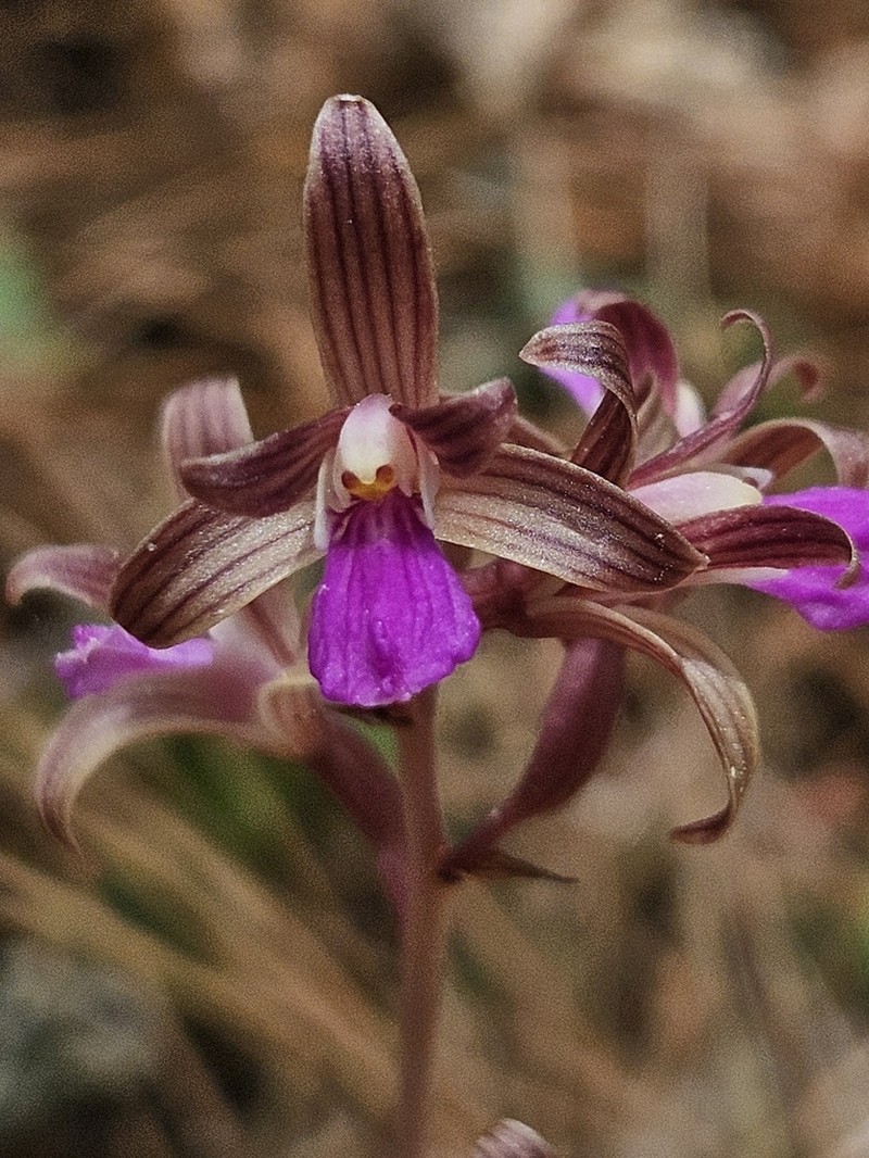 Chisos Mountain Crested Coralroot photo 4