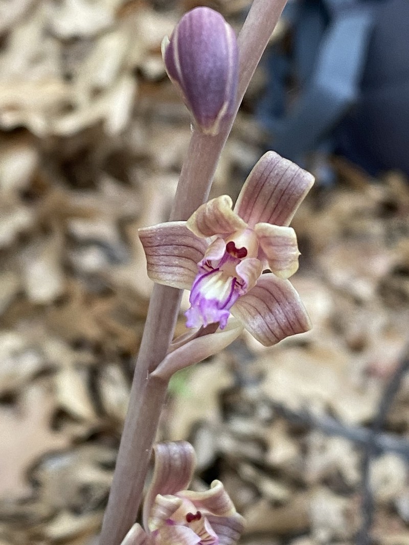 Chisos Mountain Crested Coralroot photo 5