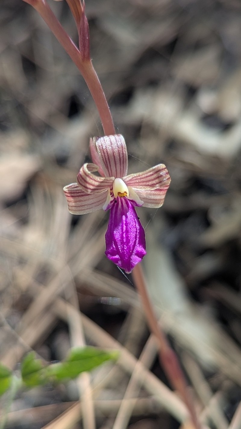 Chisos Mountain Crested Coralroot photo 6