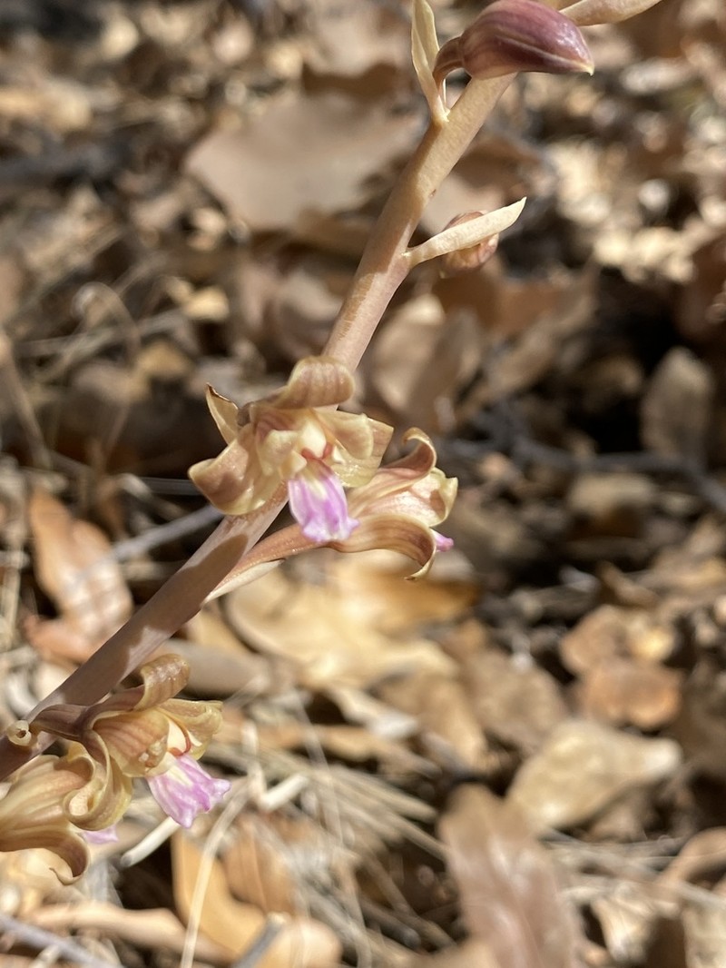 Chisos Mountain Crested Coralroot photo 7
