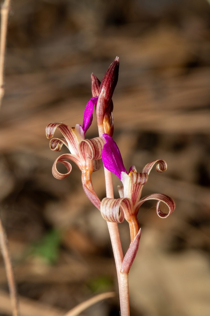 Chisos Mountain Crested Coralroot photo 8