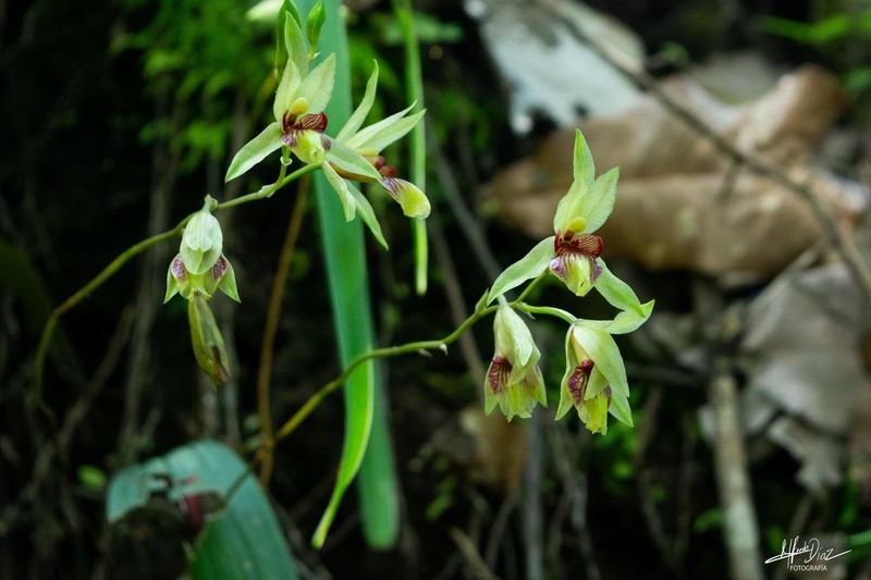 Bletia roezlii