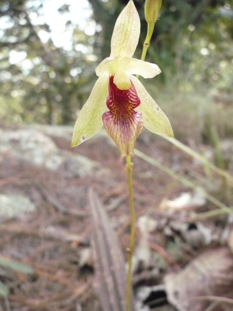 Bletia roezlii photo 2