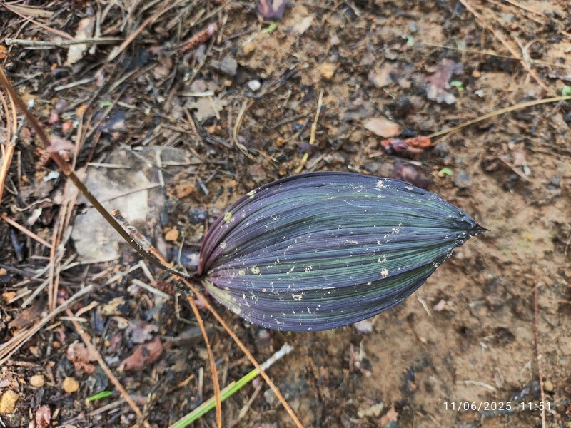Bletia roezlii photo 3