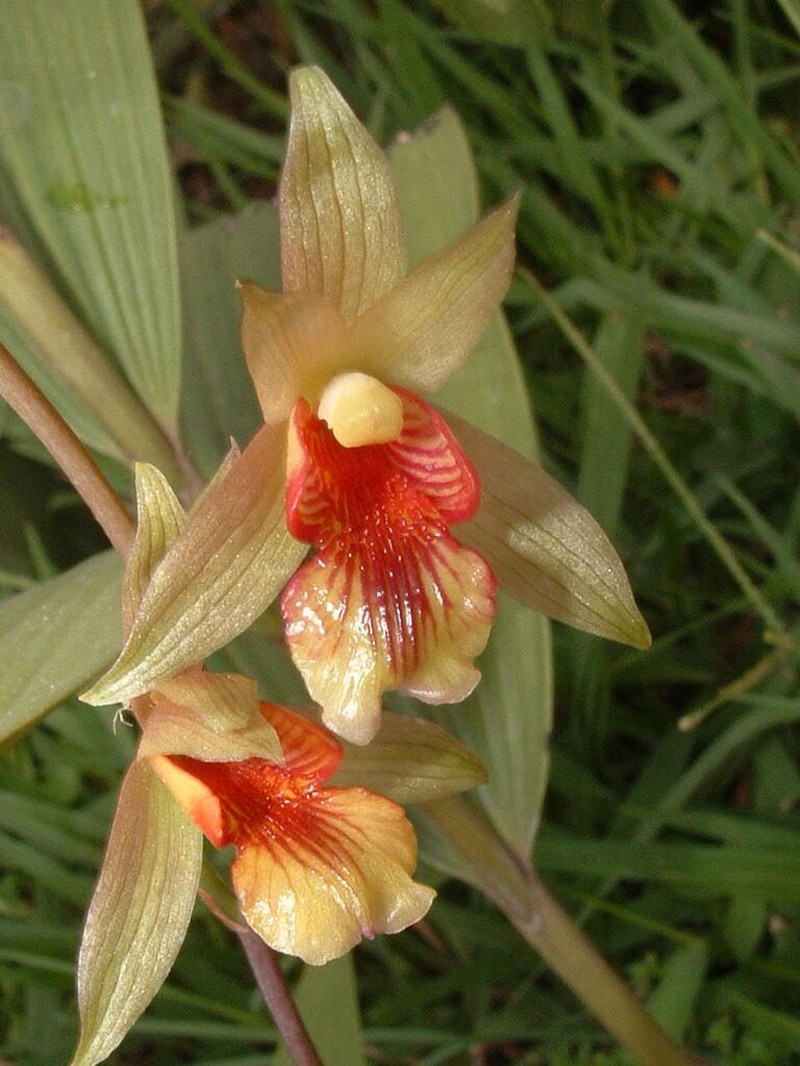 Bletia roezlii photo 4