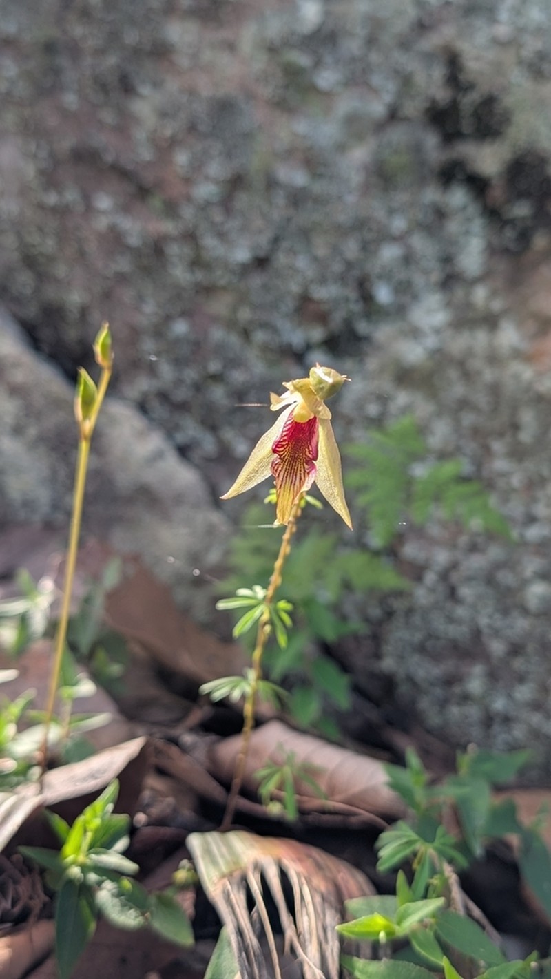 Bletia roezlii photo 5
