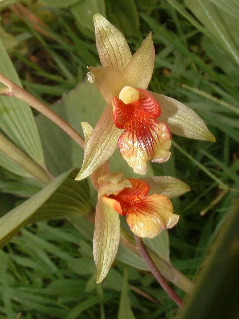 Bletia roezlii photo 6