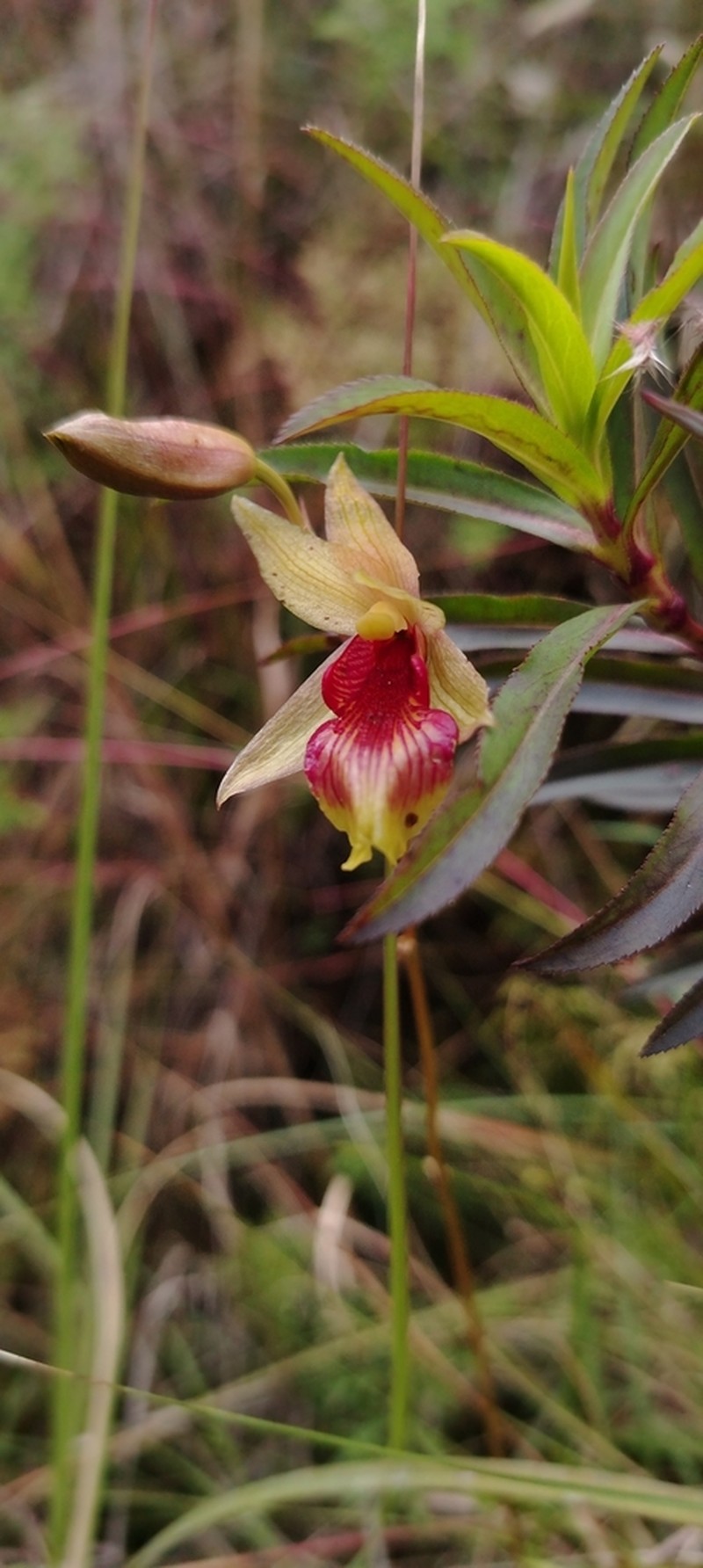 Bletia roezlii photo 7