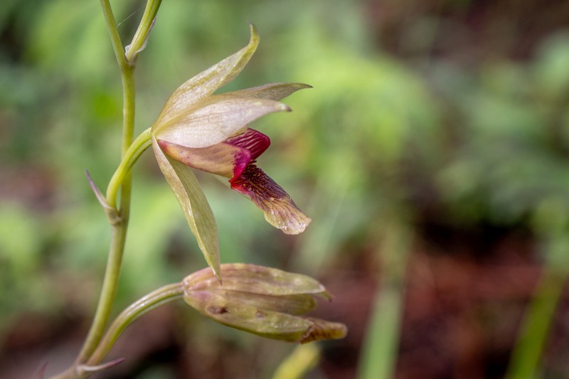 Bletia roezlii photo 8
