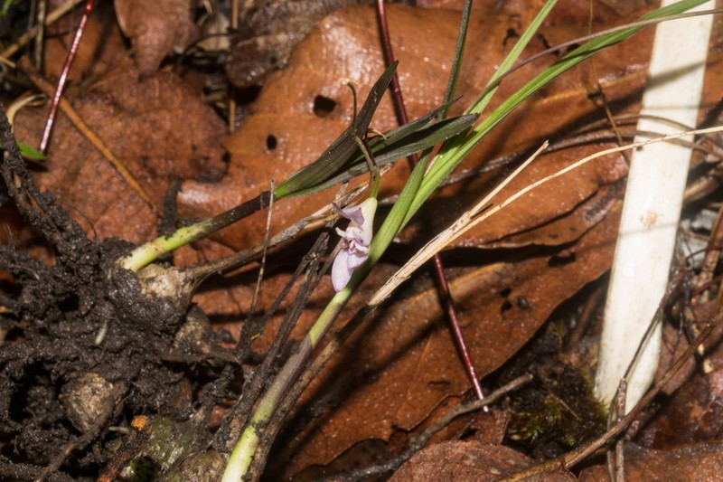 Bletia santosii