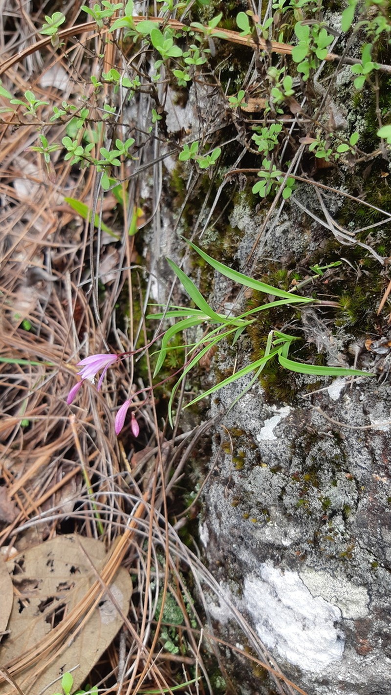 Bletia santosii photo 2