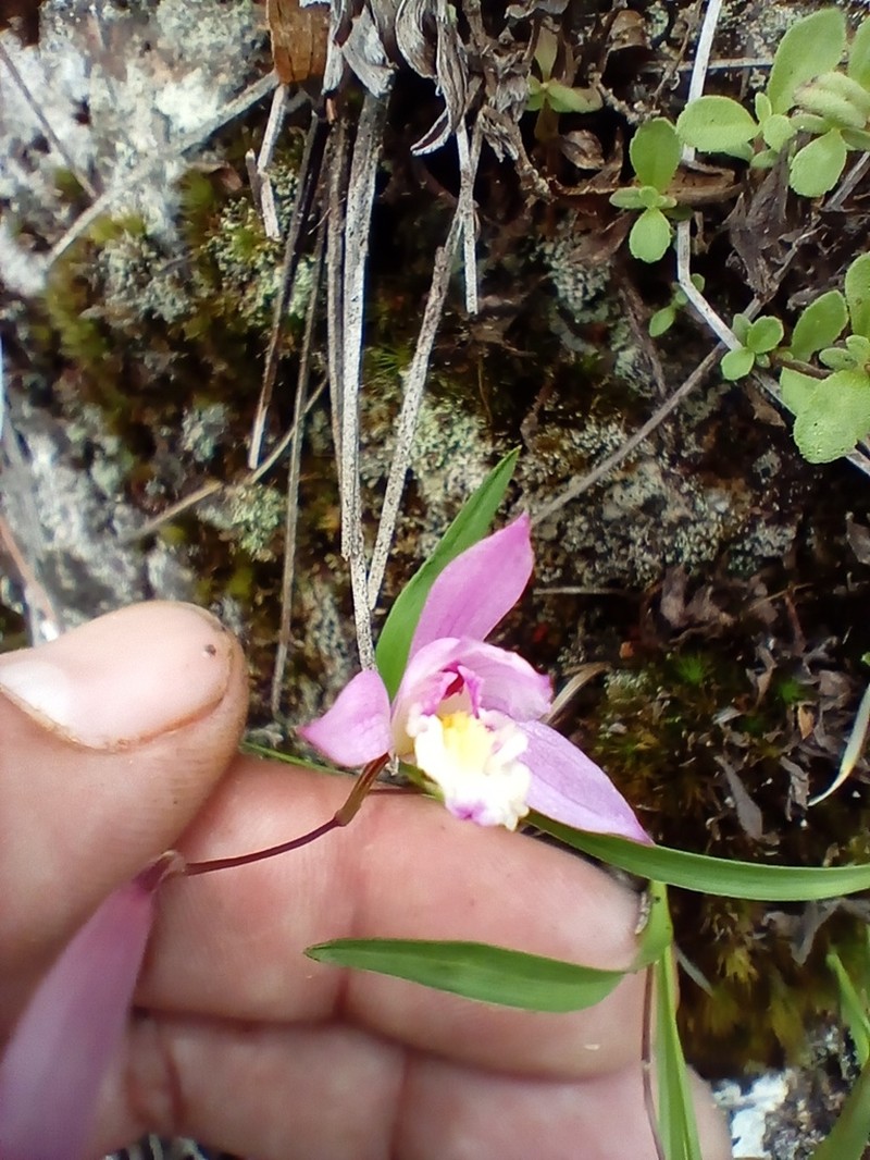 Bletia santosii photo 3