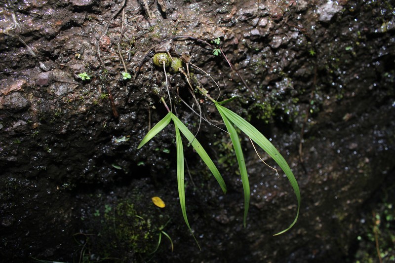 Bletia santosii photo 5