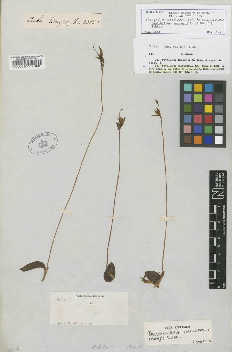 Bletia sarcophylla