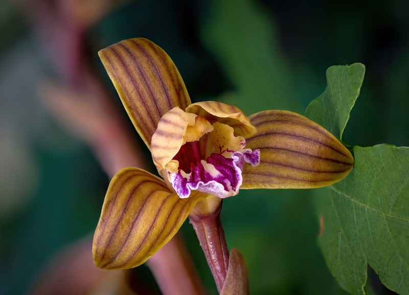Spiked Crested Coralroot