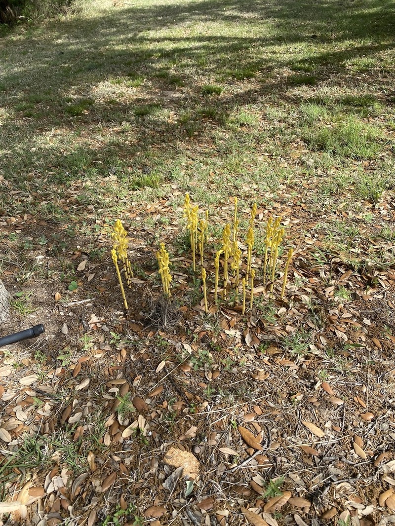 Spiked Crested Coralroot photo 2