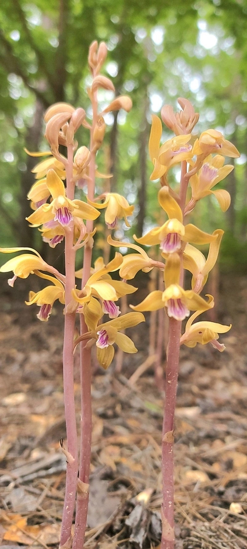 Spiked Crested Coralroot photo 3