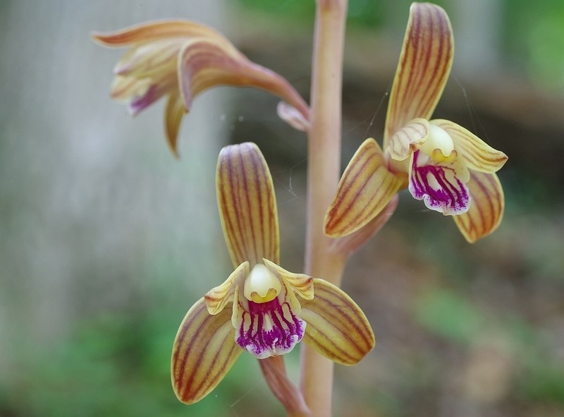 Spiked Crested Coralroot photo 4
