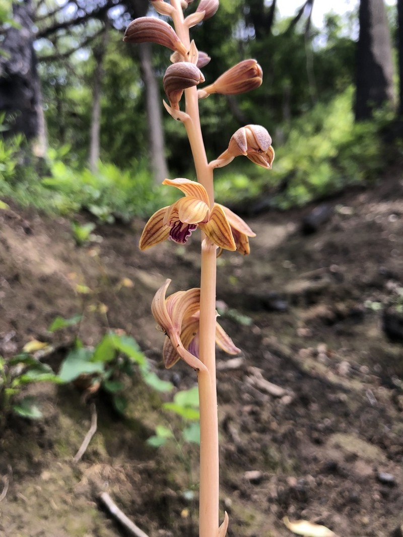 Spiked Crested Coralroot photo 5