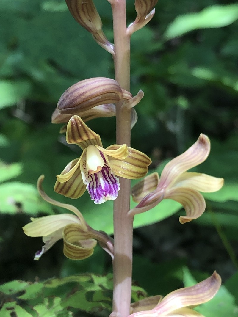 Spiked Crested Coralroot photo 6