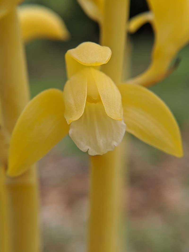 Spiked Crested Coralroot photo 7
