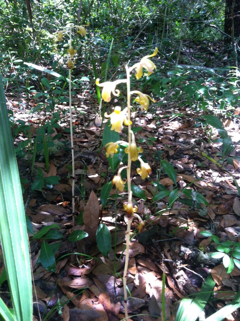Spiked Crested Coralroot photo 8