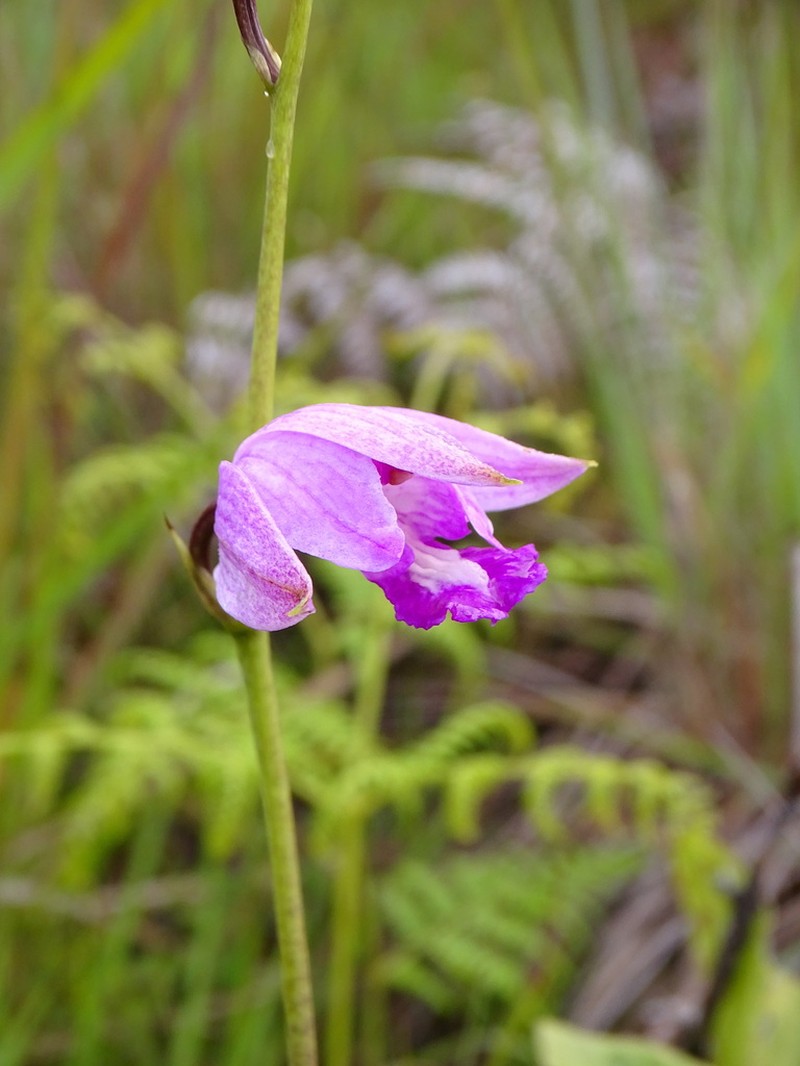 Bletia stenophylla