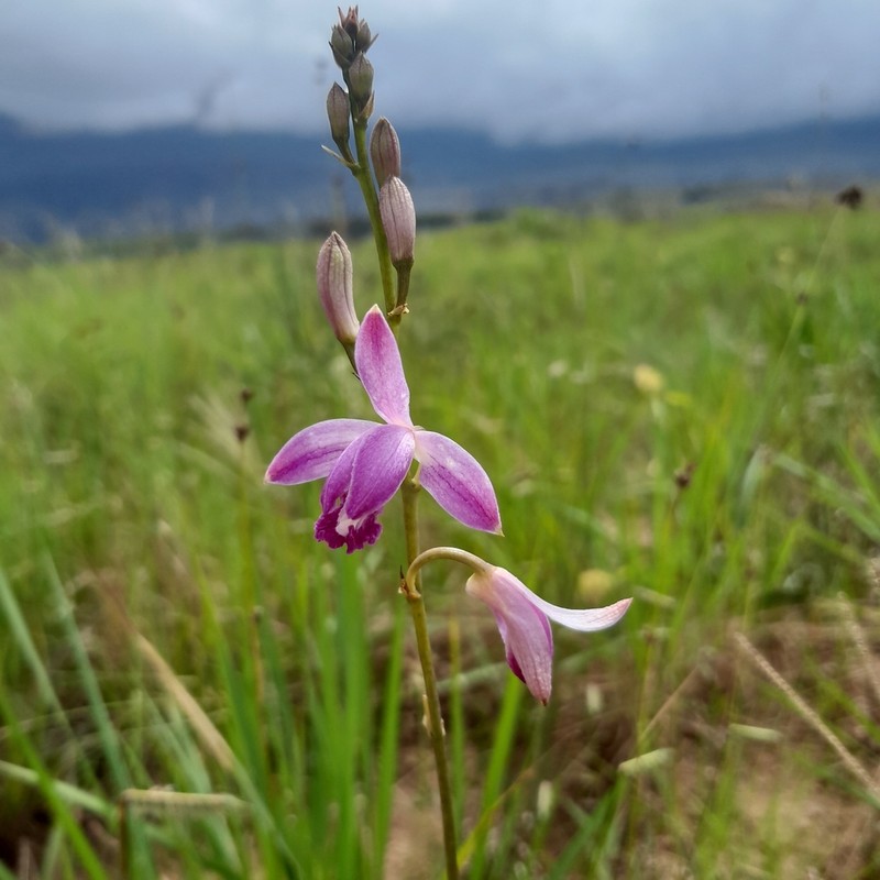 Bletia stenophylla photo 2