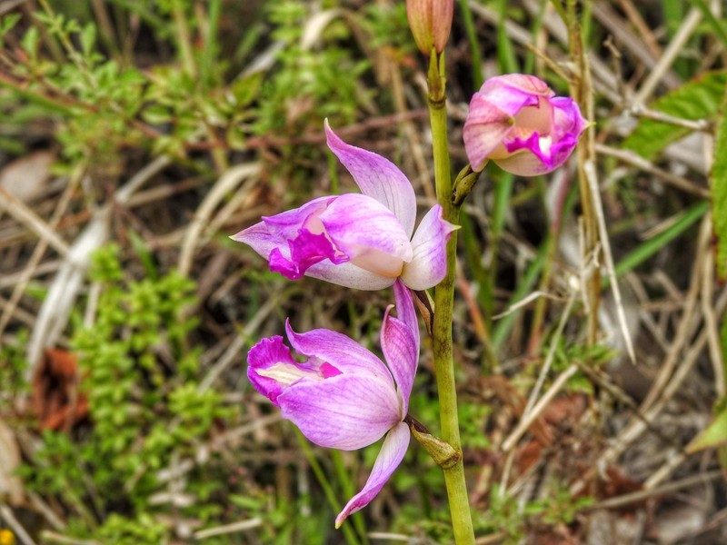 Bletia stenophylla photo 6