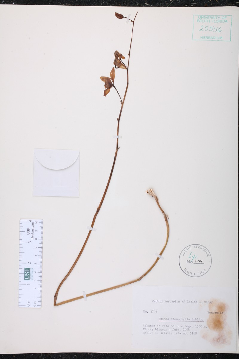 Bletia stenophylla photo 7