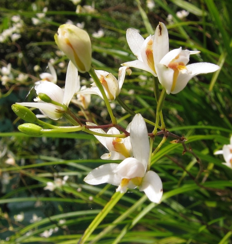 Bletia tenuifolia