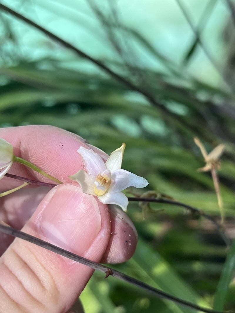 Bletia tenuifolia photo 3
