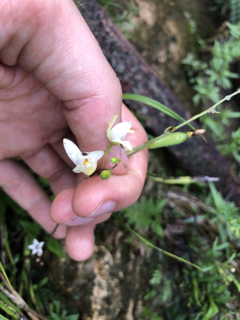 Bletia tenuifolia photo 7