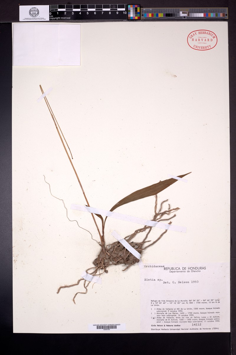 Bletia tenuifolia photo 8