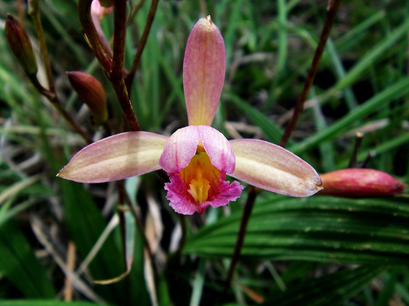 Bletia urbana