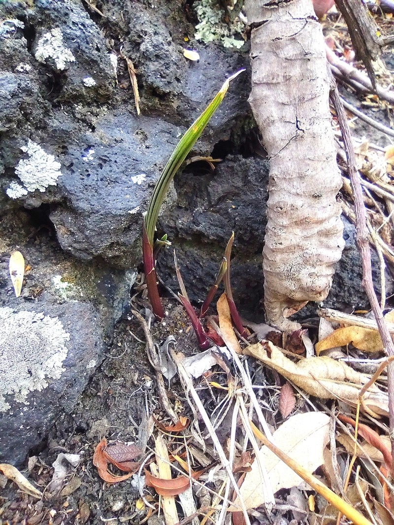 Bletia urbana photo 7